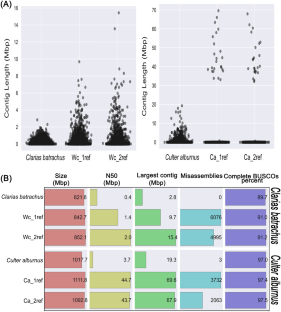 The Utilization of Reference-Guided Assembly and In Silico Libraries Improves the Draft Genome of Clarias batrachus and Culter alburnus