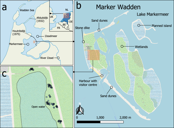 Water level and vegetation type control carbon fluxes in a newly-constructed soft-sediment wetland