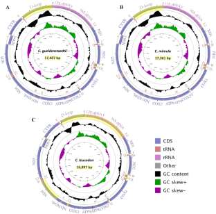 Whole mitogenomes of Turkish white-toothed shrews, genus Crocidura (Eulipotyphla: Soricidae), with new insights into the phylogenetic positions of Crocidura leucodon and the Crocidura suaveolens group