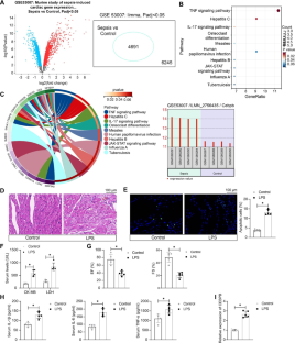 E3 ubiquitin ligase COP1-mediated CEBPB ubiquitination regulates the inflammatory response of macrophages in sepsis-induced myocardial injury.