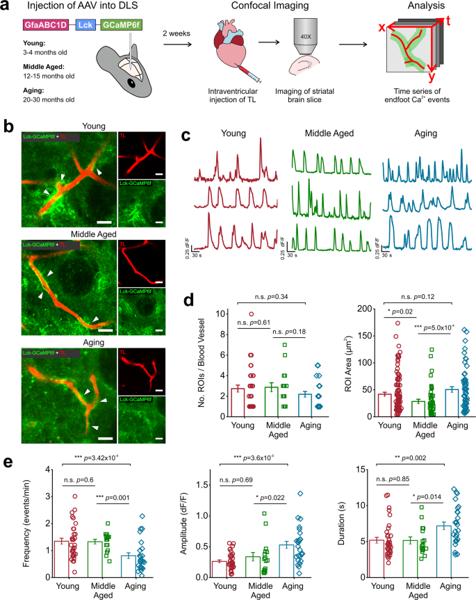 Aging reduces calreticulin expression and alters spontaneous calcium signals in astrocytic endfeet of the mouse dorsolateral striatum.