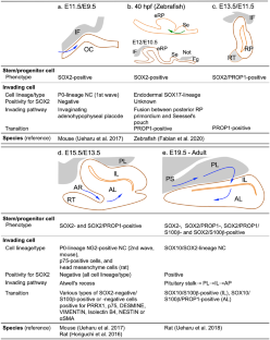 Missing pieces of the pituitary puzzle: participation of extra-adenohypophyseal placode-lineage cells in the adult pituitary gland.