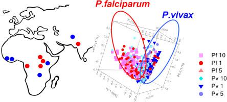 Could Raman spectroscopy distinguish between P. falciparum and P. vivax Infection?