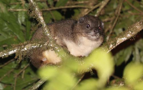 Seasonal and diel variations in the acoustic communication of tree hyraxes in Taita Hills, Kenya