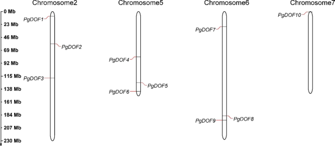 Analyses of Sequence Features and Expression Patterns of DOF Transcription Factor Genes in Pearl Millet (Pennisetum glaucum (L.) R. Br.)