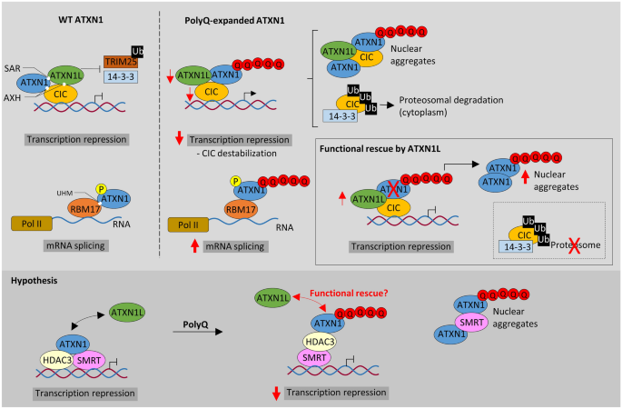 Functional implications of paralog genes in polyglutamine spinocerebellar ataxias.