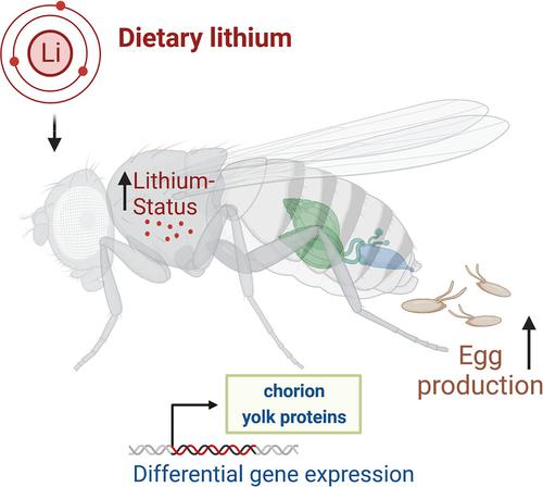 Dietary lithium stimulates female fecundity in Drosophila melanogaster