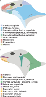 Head myology of wild cavies (Caviidae, Caviomorpha) and functional implications of hystricomorphous and hystricognathous configurations