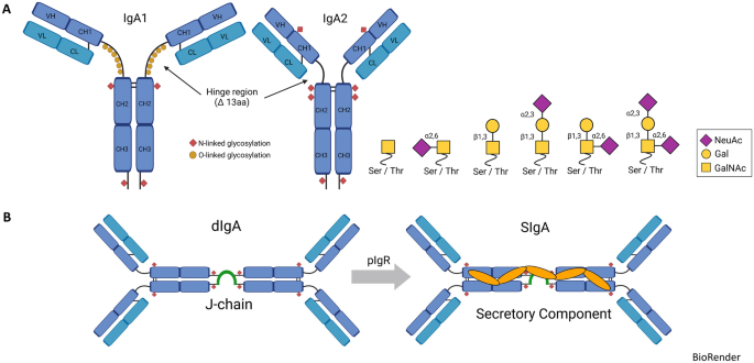 The Role of IgA in the Manifestation and Prevention of Allergic Immune Responses.