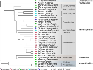 An evolutionary ecomorphological perspective on the assembly of a neotropical bat metacommunity