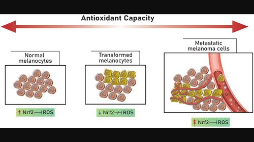 Nrf2 protein in melanoma progression, as a new means of treatment