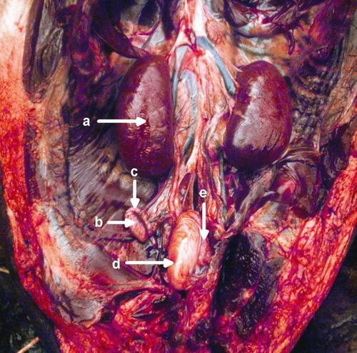 Cryptorchidism in the sub-Antarctic fur seal Arctocephalus tropicalis