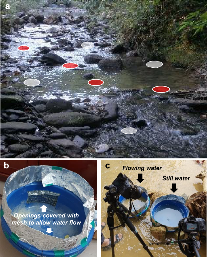 Locomotion and flow speed preferences in natural habitats by large water striders, Ptilomera tigrina, with micro-morphological adaptations for rowing