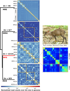 Hi-C sequencing unravels dynamic three-dimensional chromatin interactions in muntjac lineage: insights from chromosome fusions in Fea's muntjac genome.