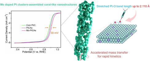 Assembling molybdenum-doped platinum clusters into a coral-like nanostructure for highly enhanced oxygen reduction