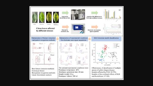 Identification of multiple symptoms of Huanglongbing (
 HLB
 ) by electronic nose based on the variability of volatile organic compounds (
 VOCs
 )