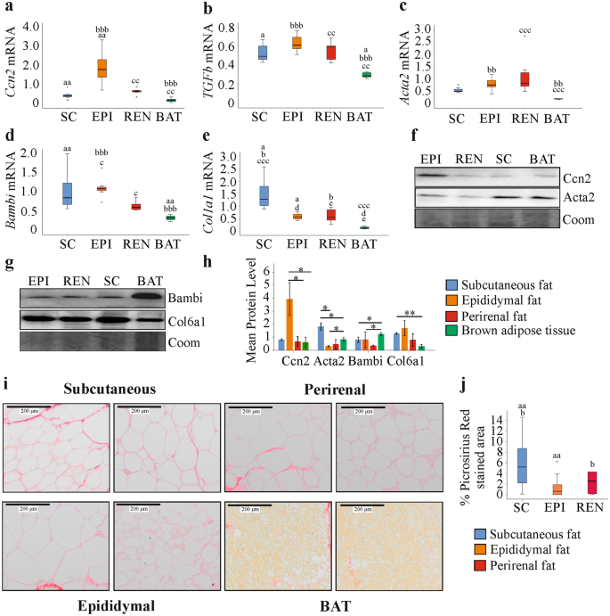 Adipose tissue depot specific expression and regulation of fibrosis-related genes and proteins in experimental obesity.