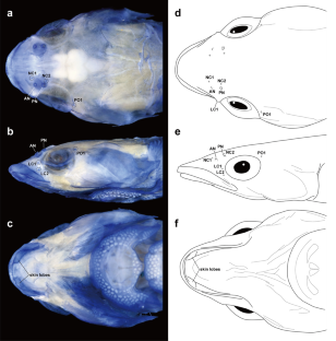 Rediagnosis of Lissonanchus Smith 1966, a senior synonym of Briggsia Craig and Randall 2009 (Gobiesocidae), with notes on included species and their osteological characters