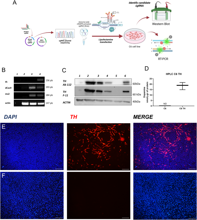 CRISPR/sgRNA-directed synergistic activation mediator (SAM) as a therapeutic tool for Parkinson´s disease