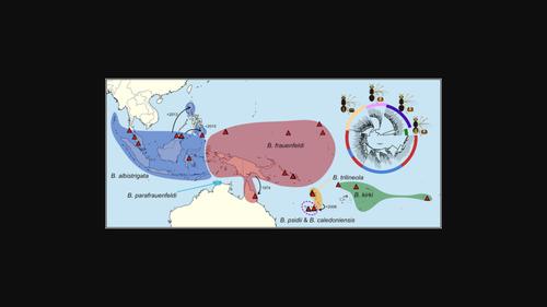 A phylogenomic approach to species delimitation in the mango fruit fly (Bactrocera frauenfeldi) complex: A new synonym of an important pest species with variable morphotypes (Diptera: Tephritidae)