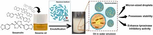 Cellulose nanocrystal-stabilized Pickering emulsion improved sesamolin’s physicochemical properties, stability, and anti-tyrosinase activity