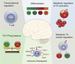 Metabolic regulation and function of T helper cells in neuroinflammation.