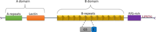 1H, 15N, and 13C chemical shift backbone resonance NMR assignment of the accumulation-associated protein (Aap) lectin domain from Staphylococcus epidermidis