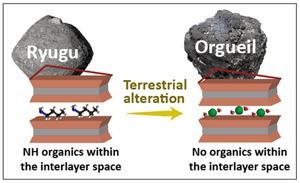 Interaction between clay minerals and organics in asteroid Ryugu