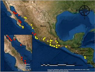 Decoupling in Diversification and Body Size Rates During the Radiation of Phyllodactylus: Evidence Suggests Minor Role of Ecology in Shaping Phenotypes