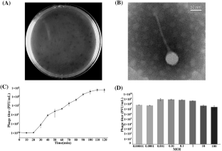 Isolation and characterization of a novel lytic bacteriophage vB_Efm_LG62 infecting Enterococcus faecium.