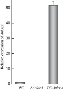 LaeA regulates morphological development and ochratoxin A biosynthesis in Aspergillus niger.