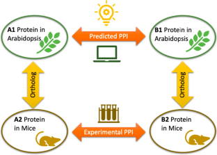 Computational prediction of protein–protein interactions’ network in Arabidopsis thaliana