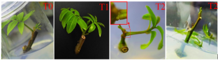 Physiological and biochemical changes in leaf abscission of Cyclocarya paliurus stem segments in vitro