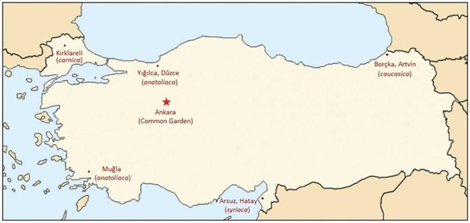 Effects of coumaphos on locomotor activities of different honeybee (Apis mellifera L.) subspecies and ecotypes