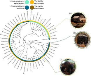 Habitat Drives Body Size Evolution in Mustelidae (Mammalia: Carnivora)