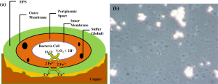 Optimizing Biomachining Material Removal Rate Through Oxygen Addition to the Bacteria’s Culture by an Air Supply System