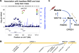 Multiple Mechanisms Explain Genetic Effects at the CPED1-WNT16 Bone Mineral Density Locus.