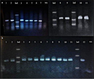 Detection of Pseudomonas aeruginosa and Acinetobacter baumannii genomic DNA using gold nanoprobes