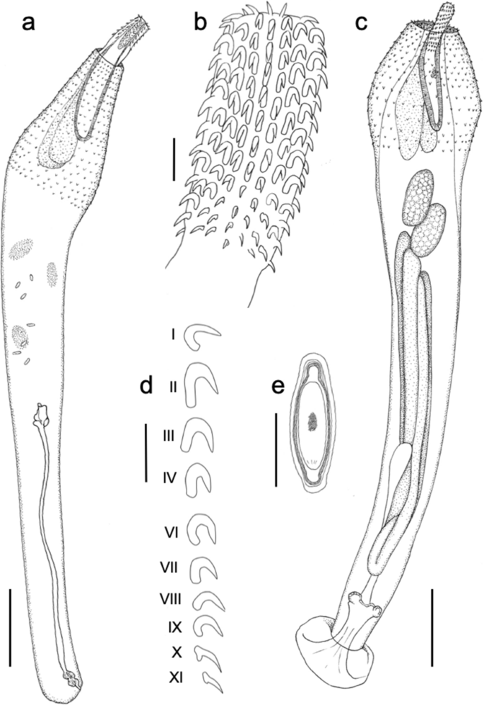 Description and molecular data for a new acanthocephalan parasite, Polymorphus circi n. sp. (Polymorphidae) from the Australasian harrier (Circus approximans Peale) in New Zealand.