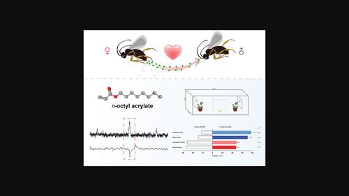 n-octyl acrylate is a candidate sex pheromone component involved in courtship in parasitoid wasp Microplitis mediator.