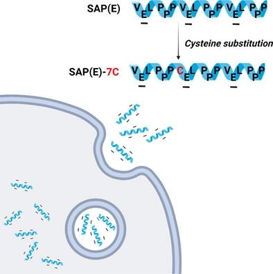 Effective cell penetration of negatively‐charged proline‐rich SAP(E) peptides with cysteine mutation