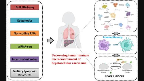 Deciphering the tumour immune microenvironment of hepatocellular carcinoma