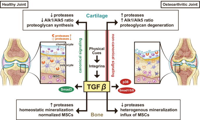 At the Crux of Joint Crosstalk: TGFβ Signaling in the Synovial Joint.