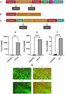 HSV-1 latency-associated transcript miR-H3 and miR-H4 target STXBP1 and GABBR2 genes.