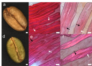 Discrimination of Coffea liberica and Coffea liberica var. Dewevrei: Silverskin Morphological Traits and seed Diterpenes Content