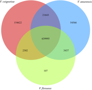 Characterization of stilbene synthase genes by comparative genome sequencing of Vitis flexuosa with high contents of stilbene compounds to Vitis vinifera genome