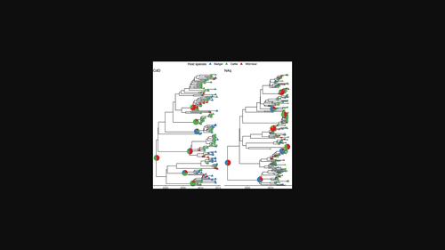 Deciphering the role of host species for two Mycobacterium bovis genotypes from the European 3 clonal complex circulation within a cattle‐badger‐wild boar multihost system