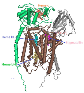 The evolution of the human mitochondrial bc1 complex- adaptation for reduced rate of superoxide production?