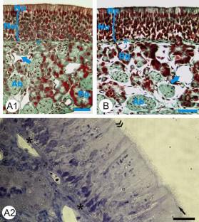 Histology and ultrastructure of olfactory and nasal respiratory mucosae in suckling and adult African grasscutters (Thryonomys swinderianus- Temminck, 1827)