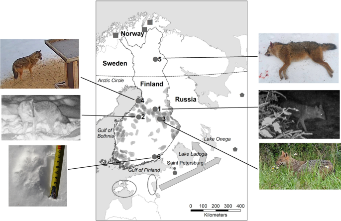 Golden jackal expansion in northernmost Europe: records in Finland